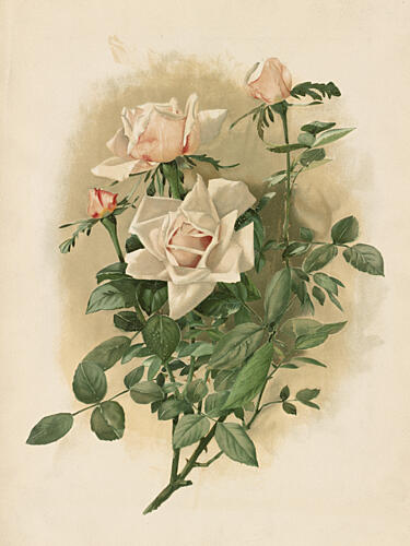 Duchesse de Vallombrosa Roses Art Print
