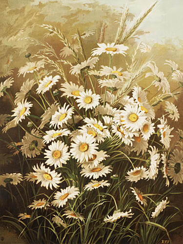 Daisies by Ellen Thayer Fisher Art Print by Ellen Thayer Fisher