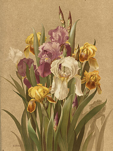 Fleur de Lis, No. 3 Art Print by Ellen Thayer Fisher