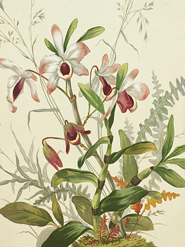 Flowers Art Print