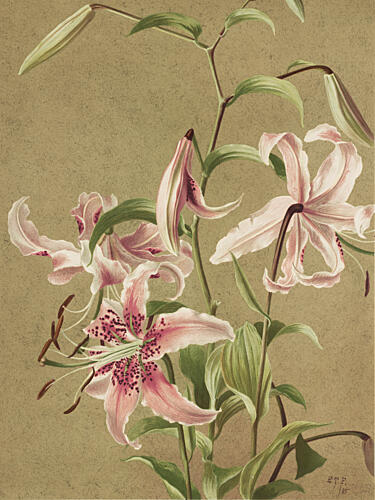 Japan Lily by Ellen Thayer Fisher Art Print by Ellen Thayer Fisher