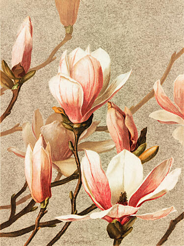 Magnolia Art Print by Ellen Thayer Fisher