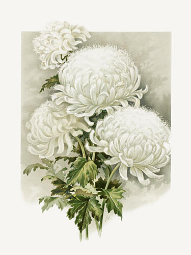 Mrs. Alpheus Hardy Art Print by Sidney Thomas Callowhill