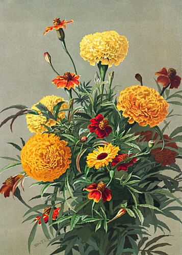 Marigolds Art Print by Ellen Thayer Fisher