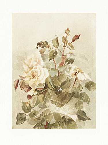 Pink Roses Seen Through Early Morning Dew Art Print by Ellen Thayer Fisher