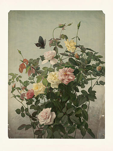 Roses Art Print
