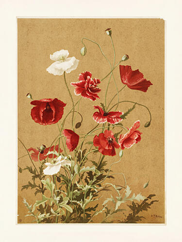 Poppies No. 3 by Ellen Thayer Fisher Pop art reproduction