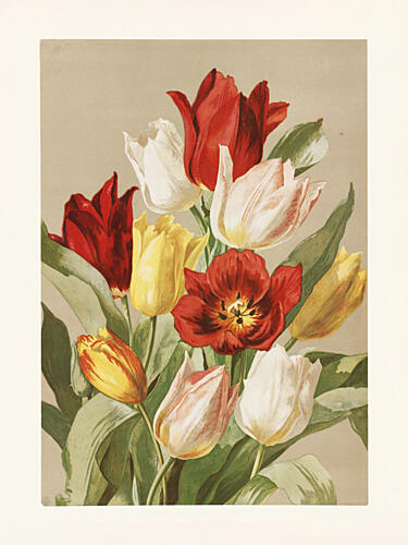 Tulips by Ellen Thayer Fisher Art Print