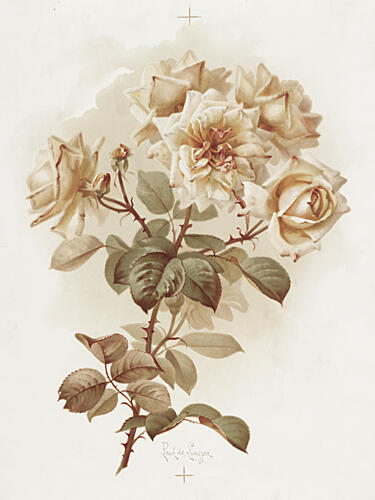 Yellow Roses Reve Dor Roses Art Print
