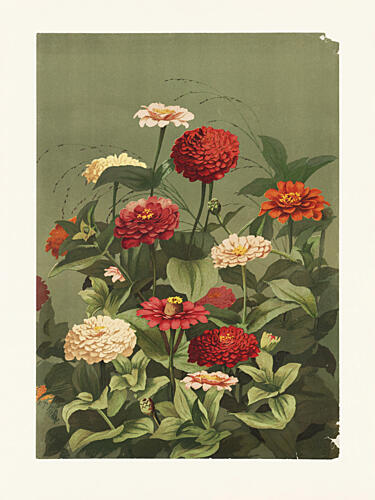 Zinnias by Ellen Thayer Fisher Art Print