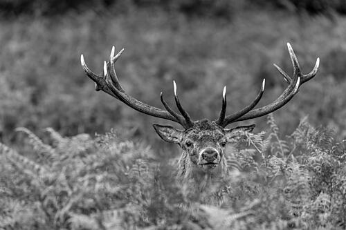 Majestic Stag Black White Art Print by Mircea Florin Apostol