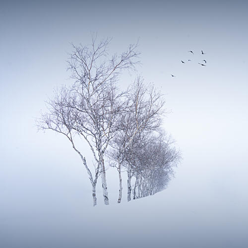 Serene Winter Birches Art Print by Dawn X W