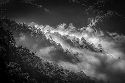 Misty Mountain Forest Art Print