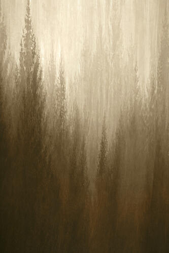 Forest Haze Art Print