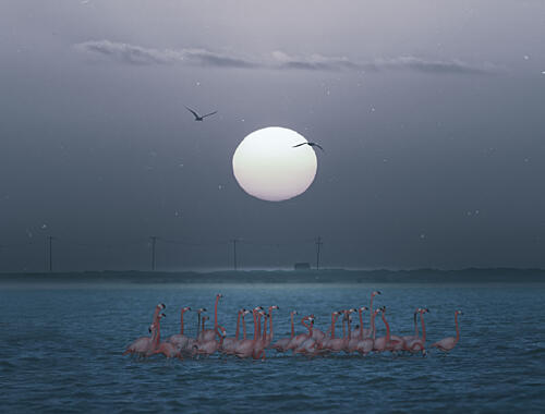 Serene Moonlit Flamingos Art Print by Larry Deng Apa