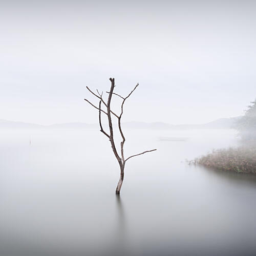 Solitary Tree in Mist Art Print by studioAURA