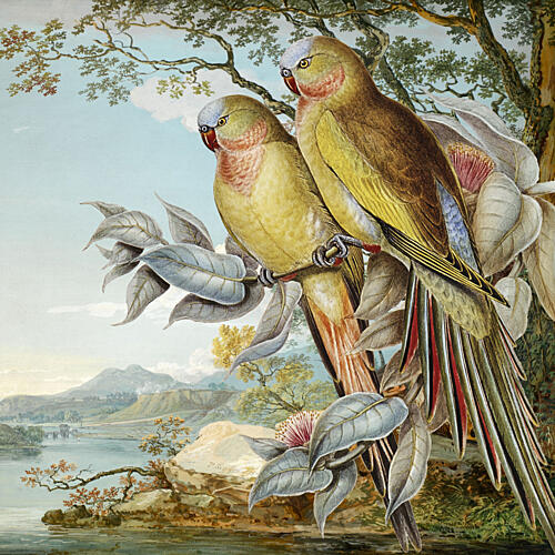 Parrots in Tropical Landscape Art Print