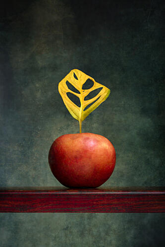 Warm Apple Leaf Still Life Art Print