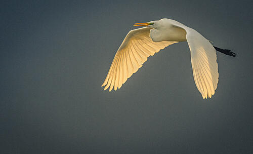 Golden Wings Egret Gold Print