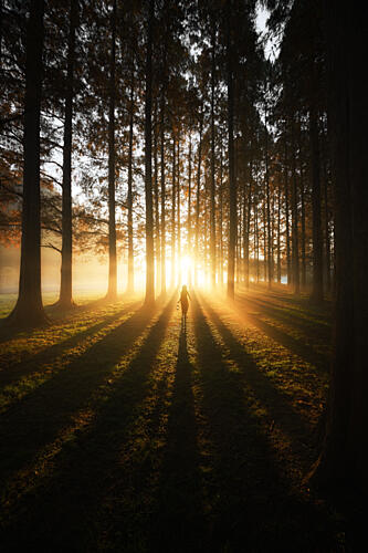 Golden Forest Walk Art Print by Ihato