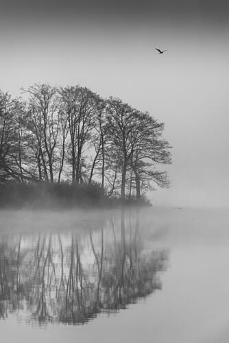 Misty Lake Reflections Bird Art Print