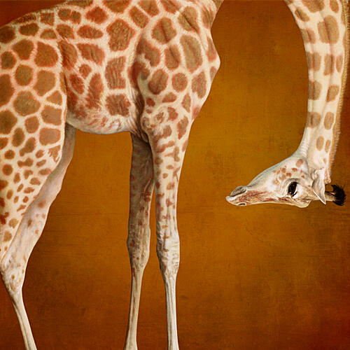 Graceful Giraffe Portrait Art Print