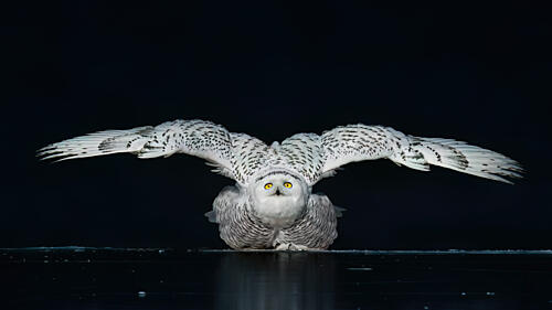 Snowy Owl Wings Spread Art Print