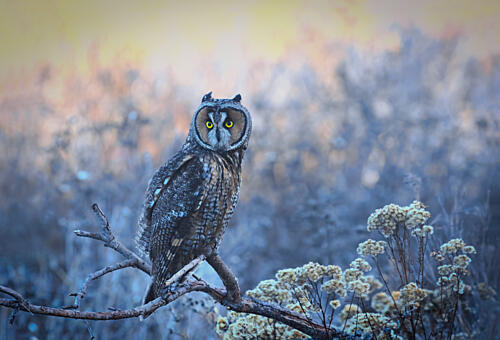 Watchful Winter Owl Art Print