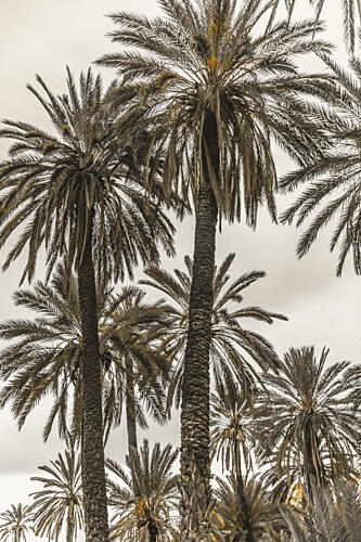 Sicilian Memories 17 Art Print