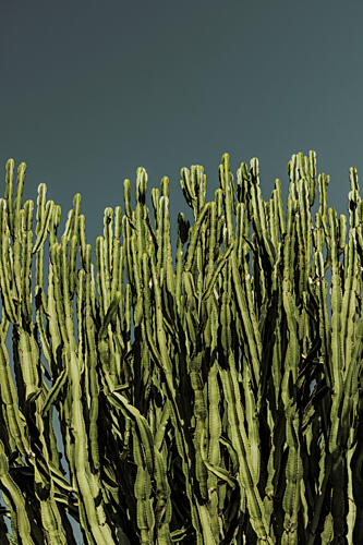 Cacti Art Print
