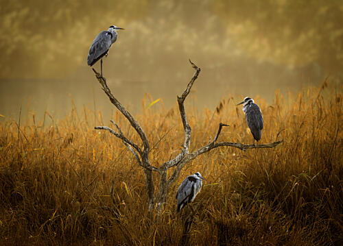 Three Herons Misty Morning Gold Print