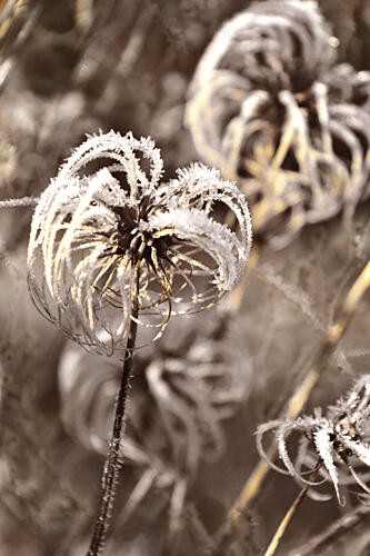 Delicate Winter Frost Gold Print