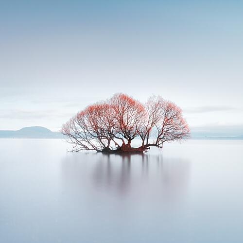 Red Tree Reflection Art Print