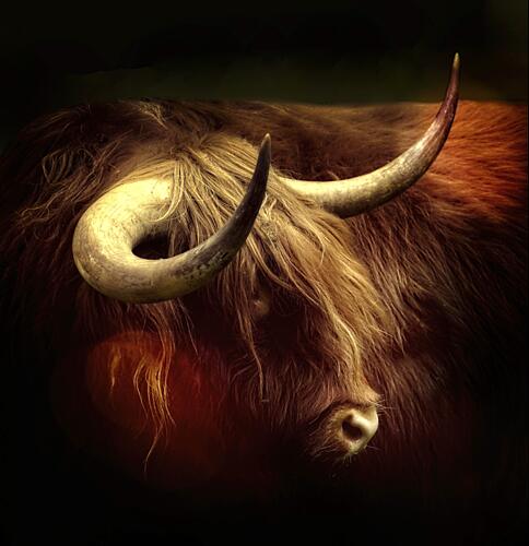 Moody Highland Cow Art Print