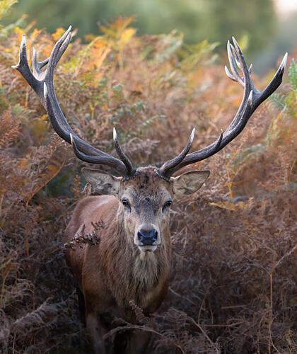 Majestic Autumn Stag Art Print by Tudor Munteanu