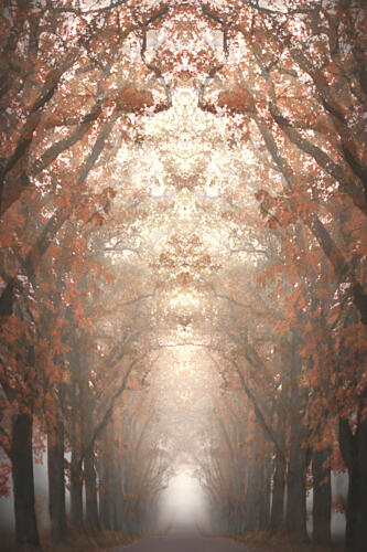 Misty Autumn Avenue Gold Print
