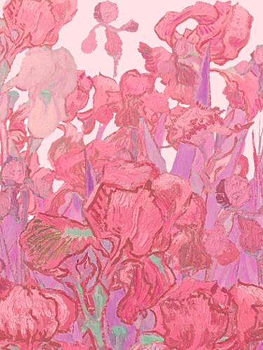 Vibrant Pink Irises Art Print