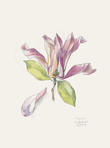 Pink Watercolor Magnolia Art Print