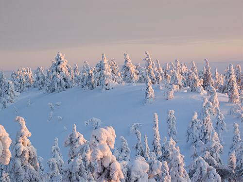 Golden Winter Forest Gold Print