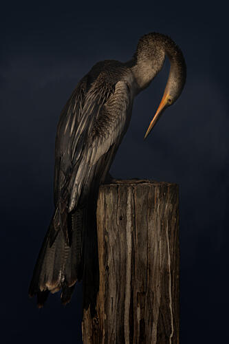 Moody Anhinga Portrait Art Print by Linda D Lester