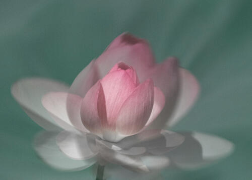 Serene Pink Lotus Art Print