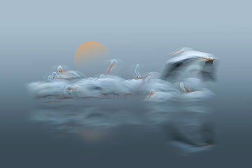 Dreamy Pelicans Flight Art Print by Larry Deng Apa