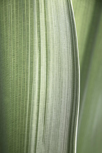 Soft Green Leaf Lines Art Print