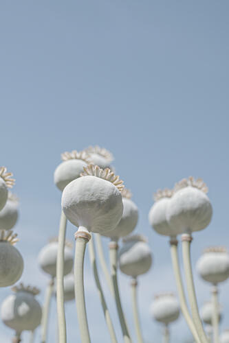 Poppyseed Bulbs in Mint and Retro Blue - Nature Photography Art Print