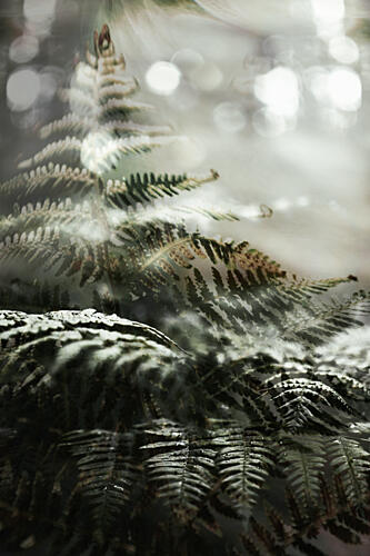 Dreamy Forest Ferns Art Print