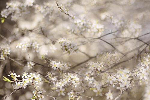 White Spring Blossoms Art Print