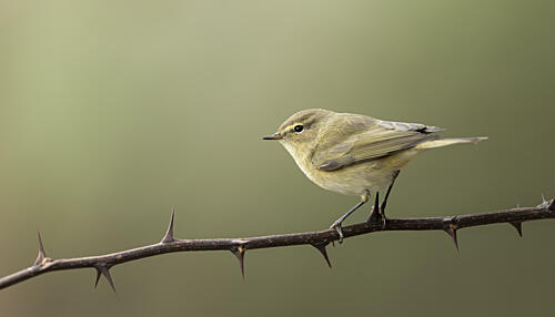 Green Bird on Thorny Branch Art Print