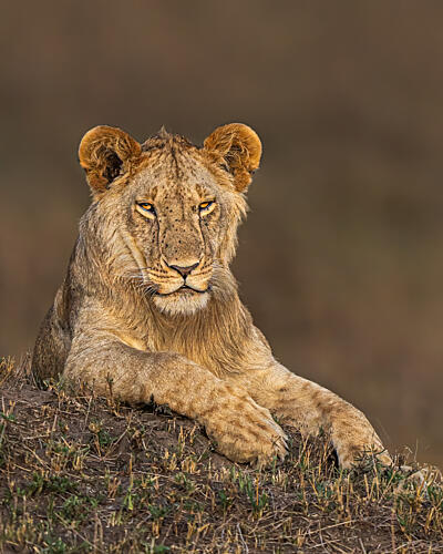 Young Lion Resting Art Print by Yogesh Bhatia