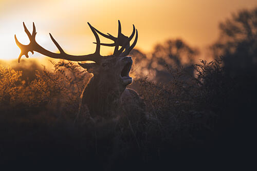 Roaring Stag Sunset Art Print by Tudor Munteanu