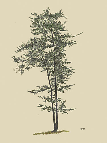 Deciduous Tree Around 1924 Art Print